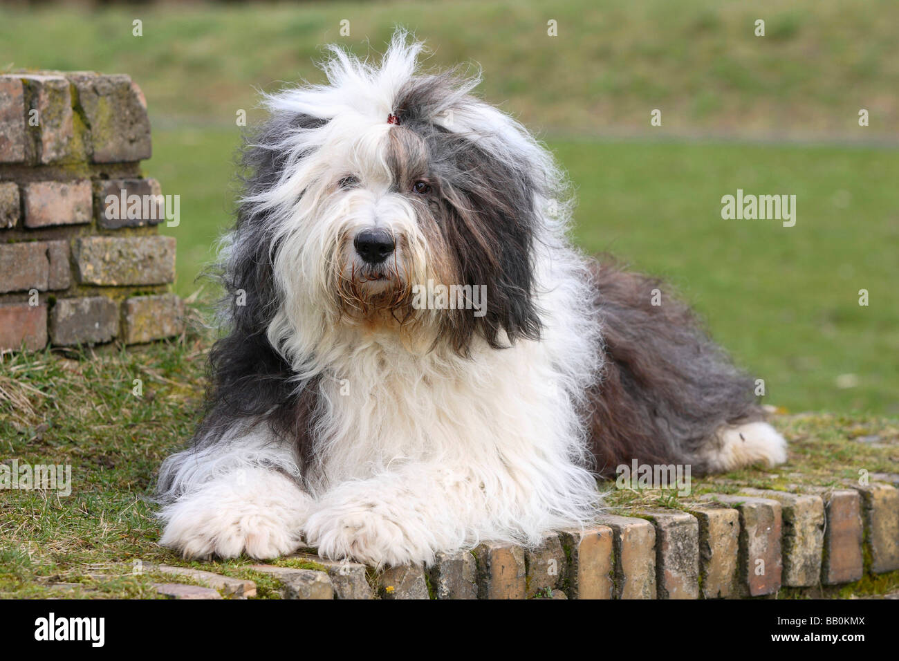 Old English Sheepdog Walking Towards The Camera In A Field Stock Photo,  Picture and Royalty Free Image. Image 195591118.