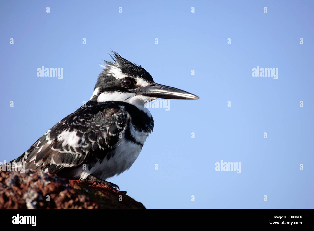 The Pied Kingfisher (Ceryle rudis) on the shore of Lake Awasa in Ethiopia Stock Photo