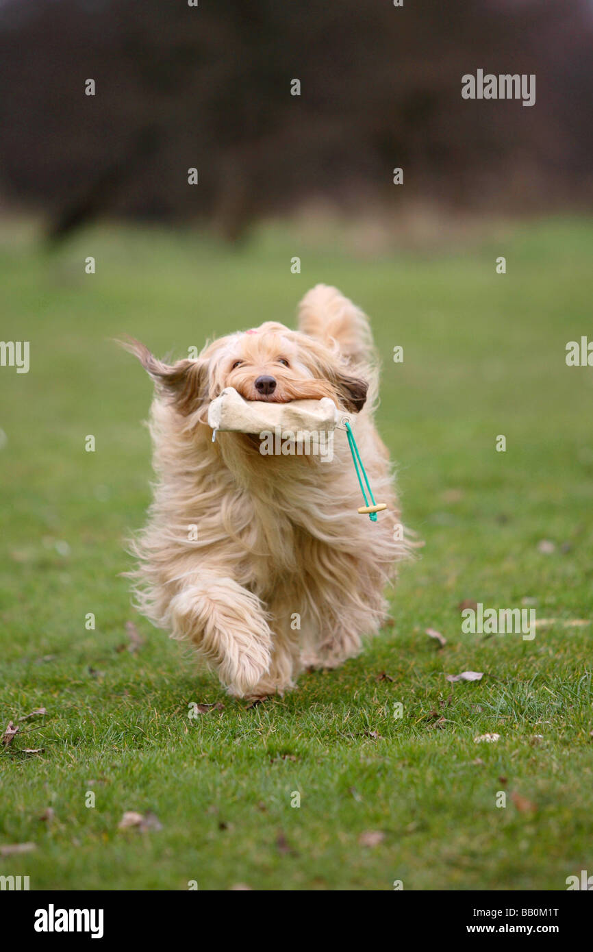 Mixed Breed Dog Stock Photo Alamy