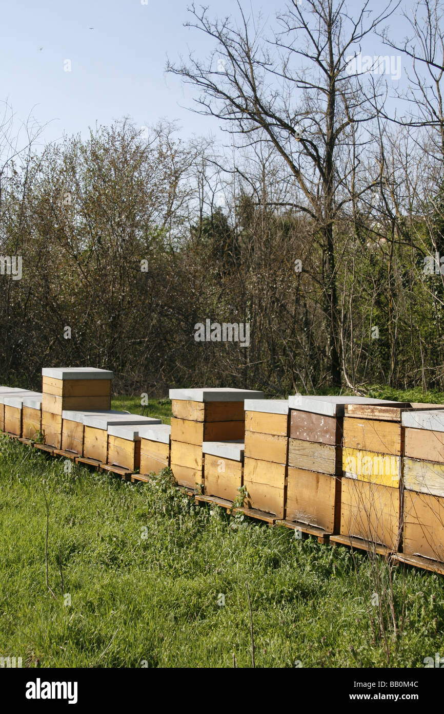 Long row of bee hives hi-res stock photography and images - Alamy