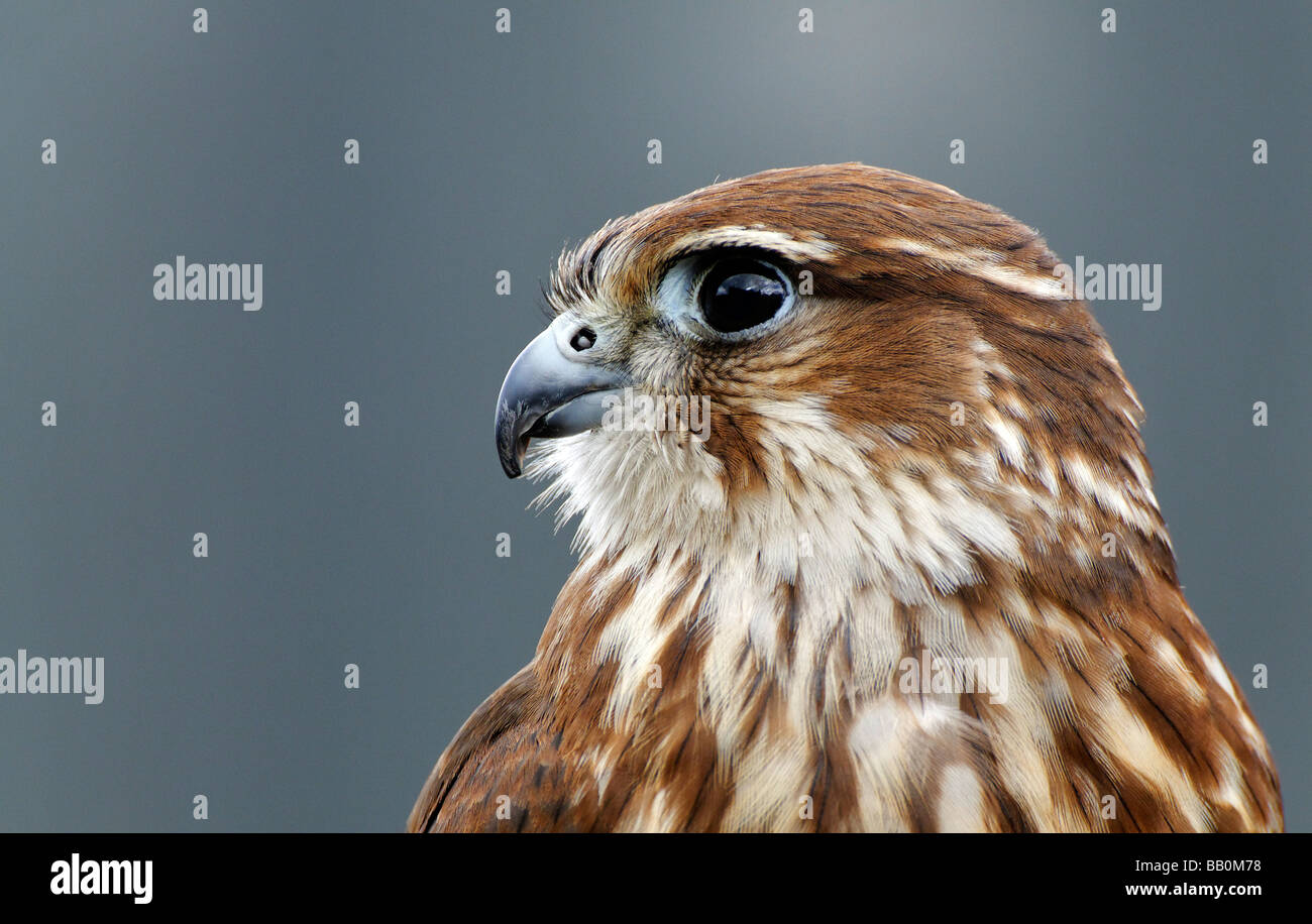 Merlin portrait.  Bird of prey close up Stock Photo