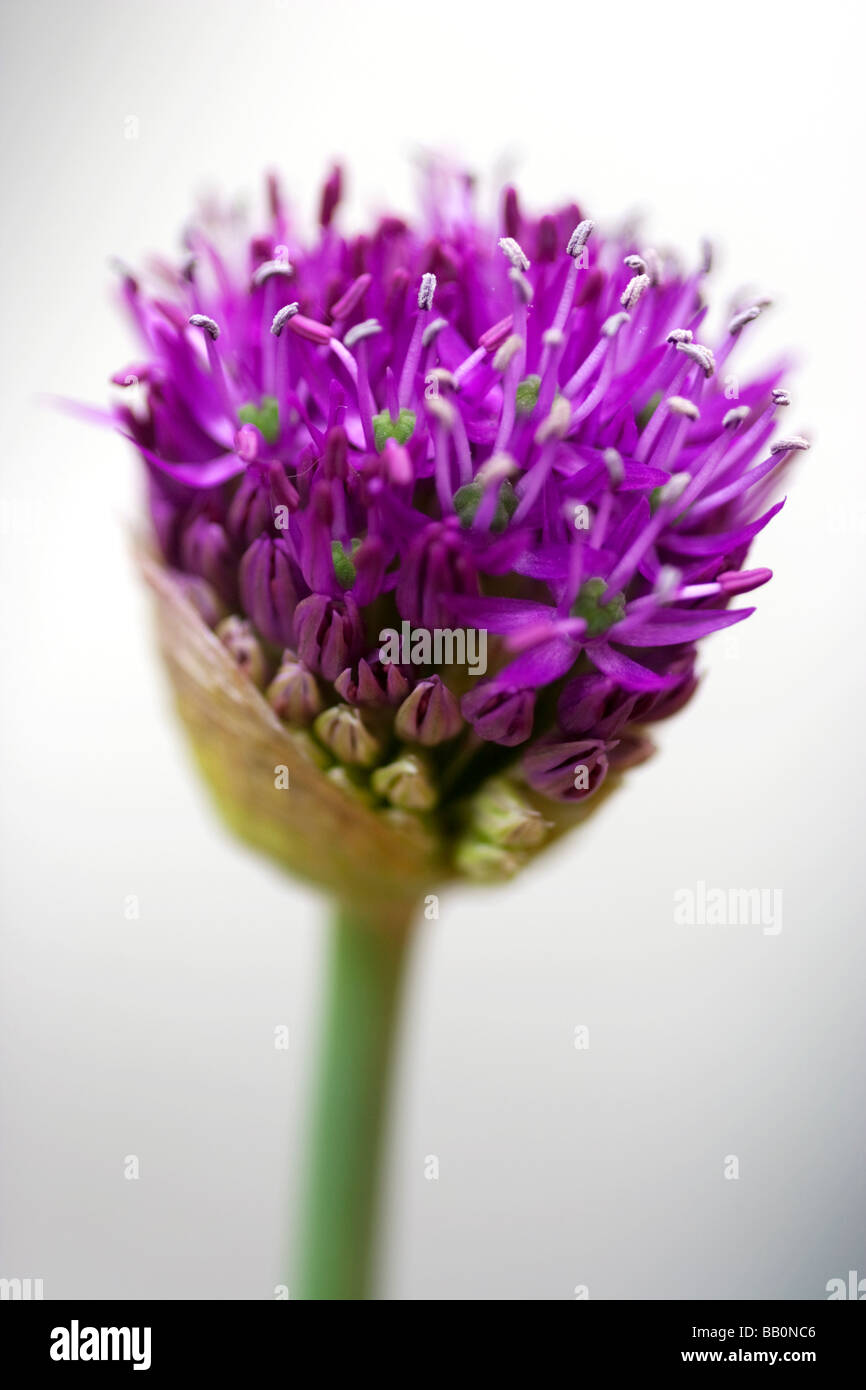 Alium Flower Head Stock Photo