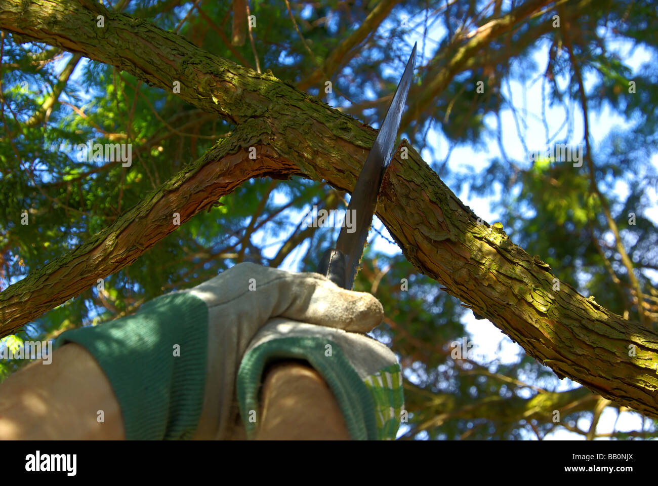 Ast absägen saw off the branch 02 Stock Photo Alamy