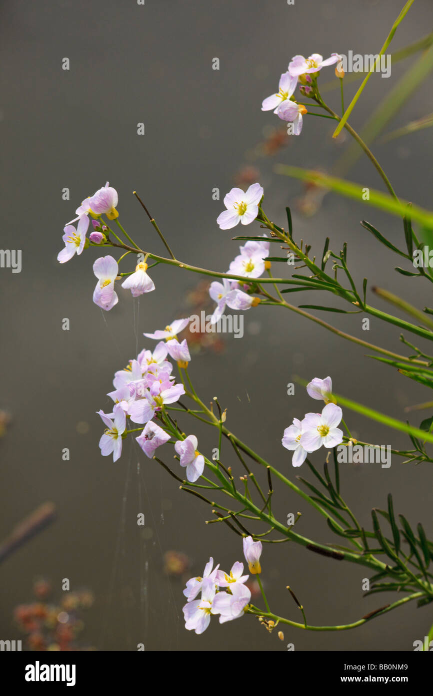Marsh Willowherb, Epilobium Palustre, flowers against water Stock Photo