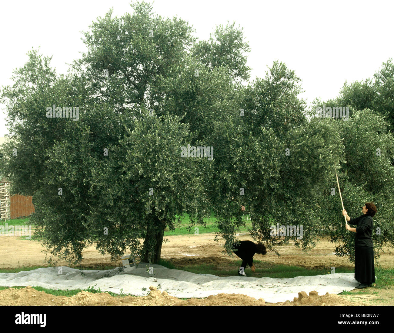 PICKING OLIVES IN GREECE Stock Photo Alamy