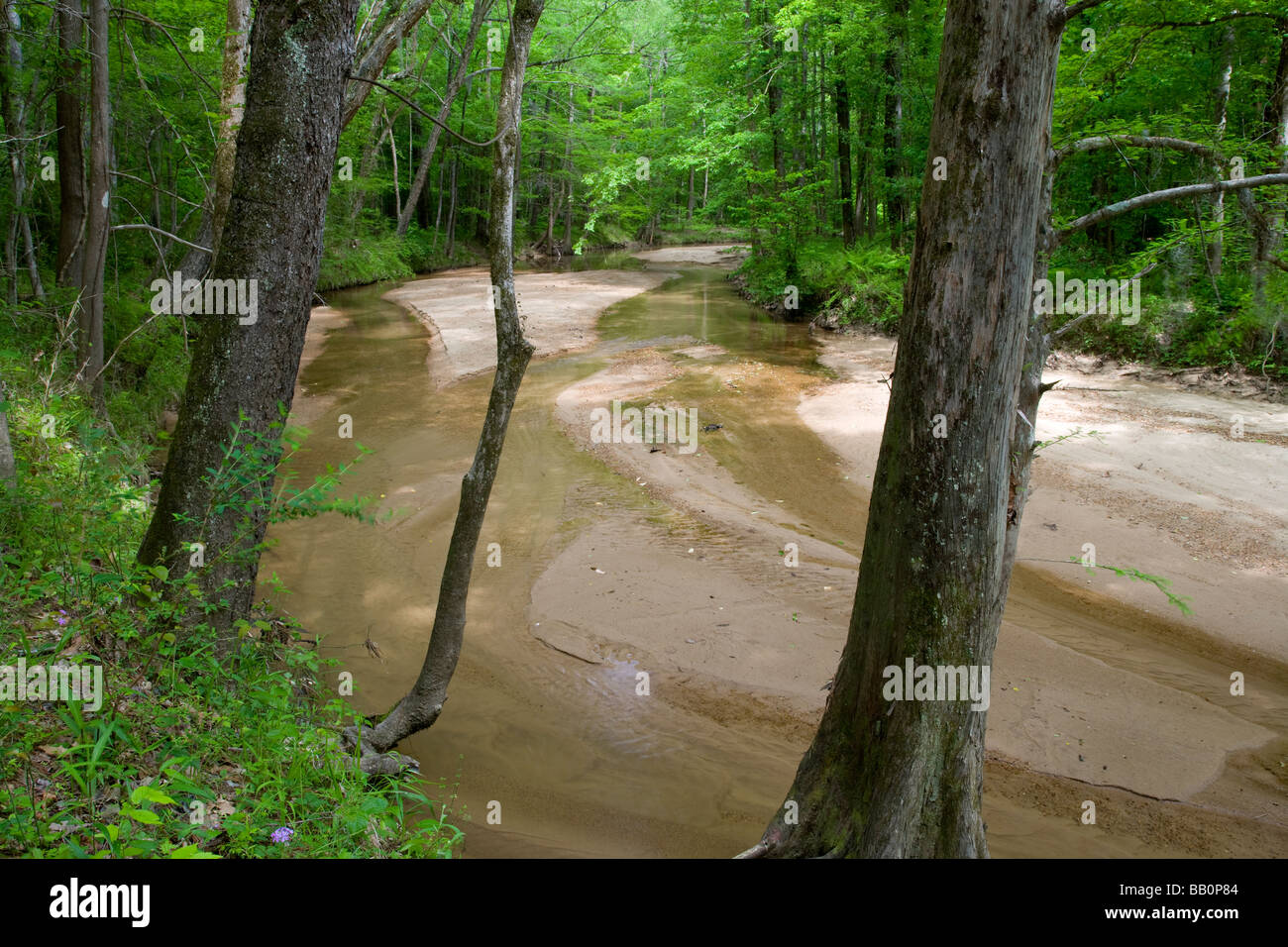 Big Creek, Sicily Island Hills Wildlife Management Area, Louisiana