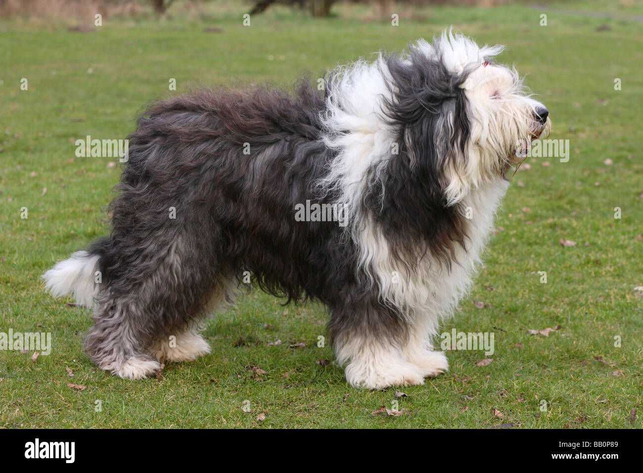 Bobtail and Bearded Collies, Old English Shepherd Dog Stock Photo - Alamy