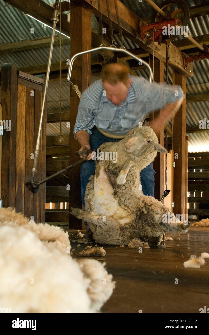 Wool shearer hires stock photography and images Alamy
