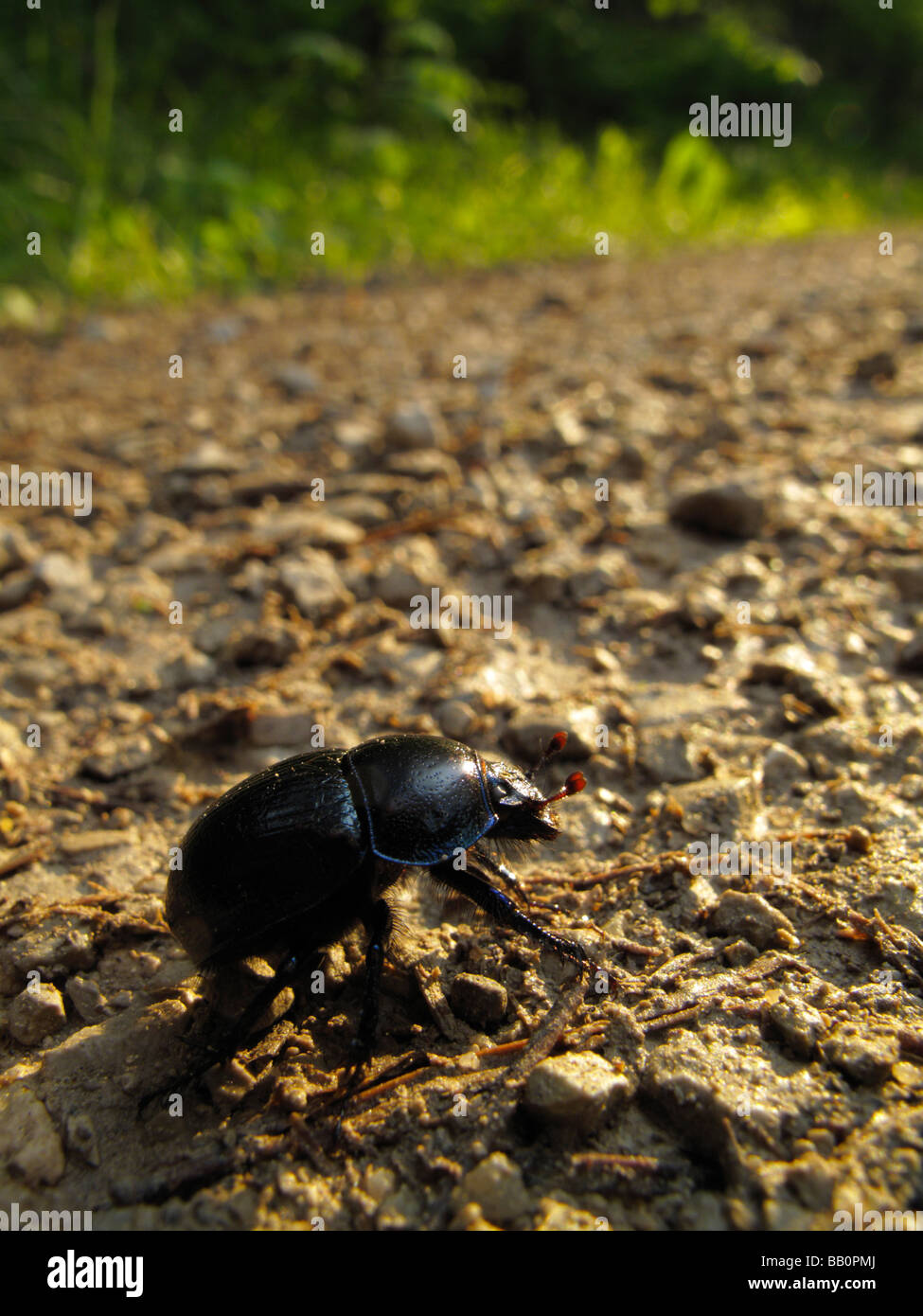 Dor beetle (Geotrupes stercorarius or Anoplotrupes stercorosus) Stock Photo
