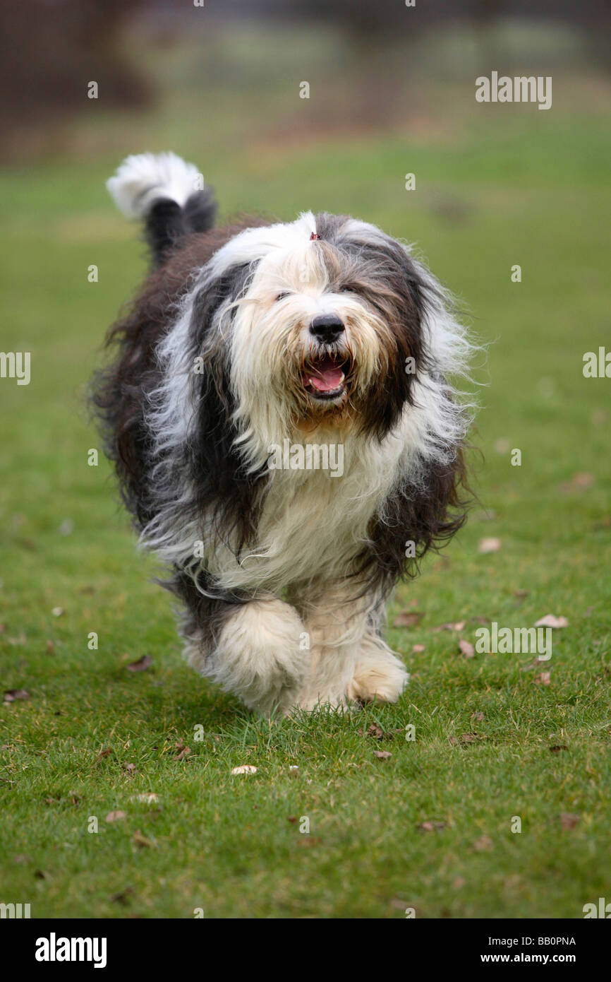 Bobtail and Bearded Collies, Old English Shepherd Dog Stock Photo - Alamy