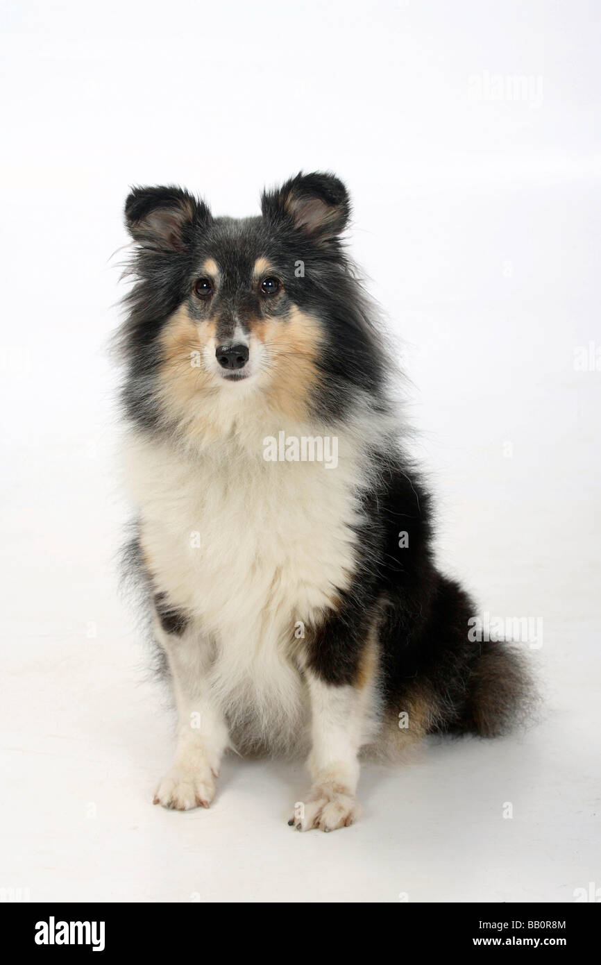 tricolour shetland sheepdog