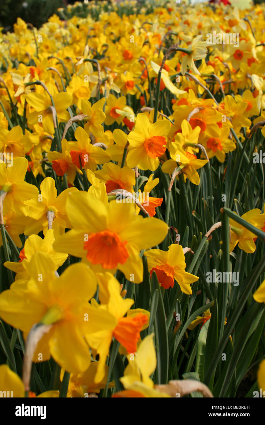 Spring Daffodils [Eden Project, Cornwall, England, United Kingdom, Europe].                                                    . Stock Photo