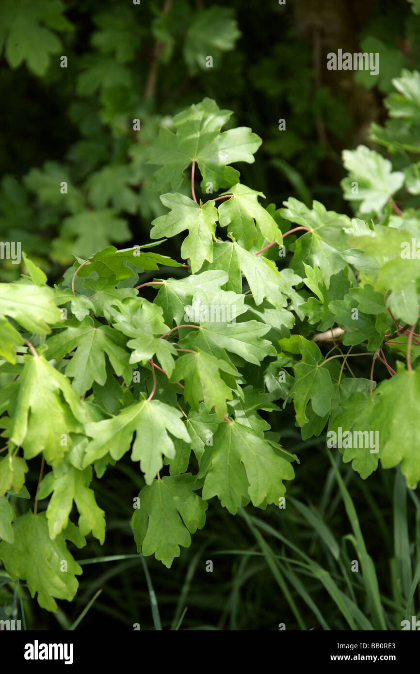 Field Maple, Acer campestre, Aceraceae Stock Photo