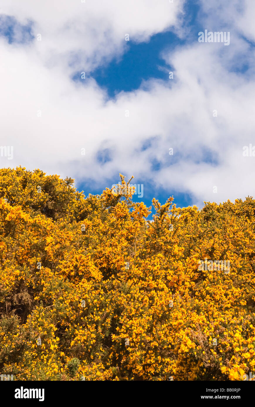 A Common gorse bush (ulex europaeus) against a blue sky with yellow flowers in the uk Stock Photo