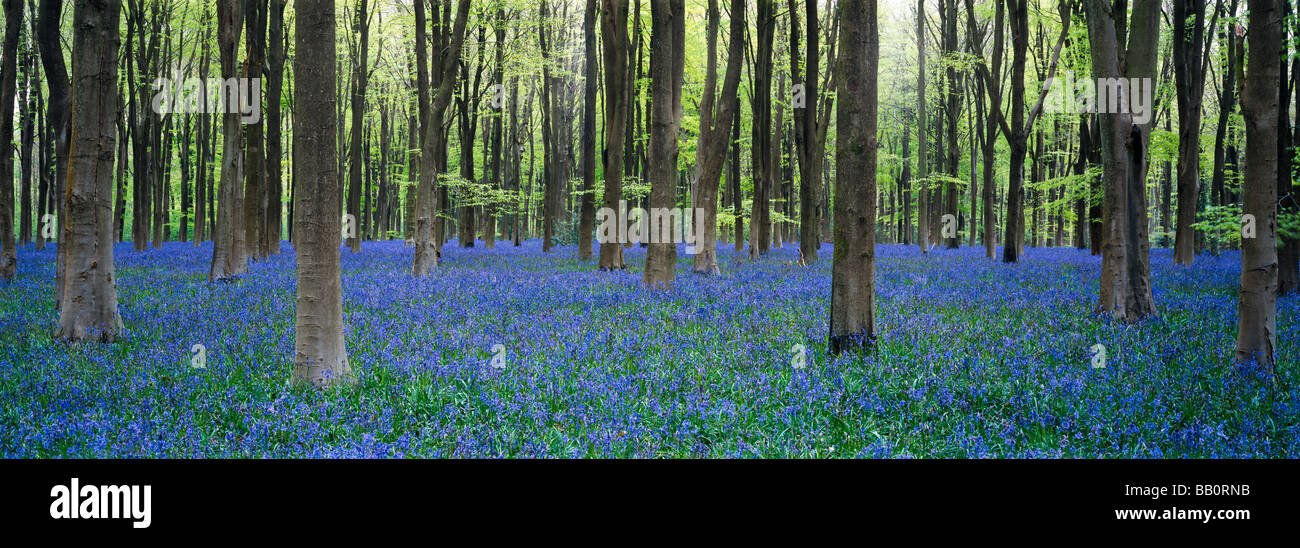 Bluebells in May at West Woods near Marlborough, Wiltshire, England Stock Photo