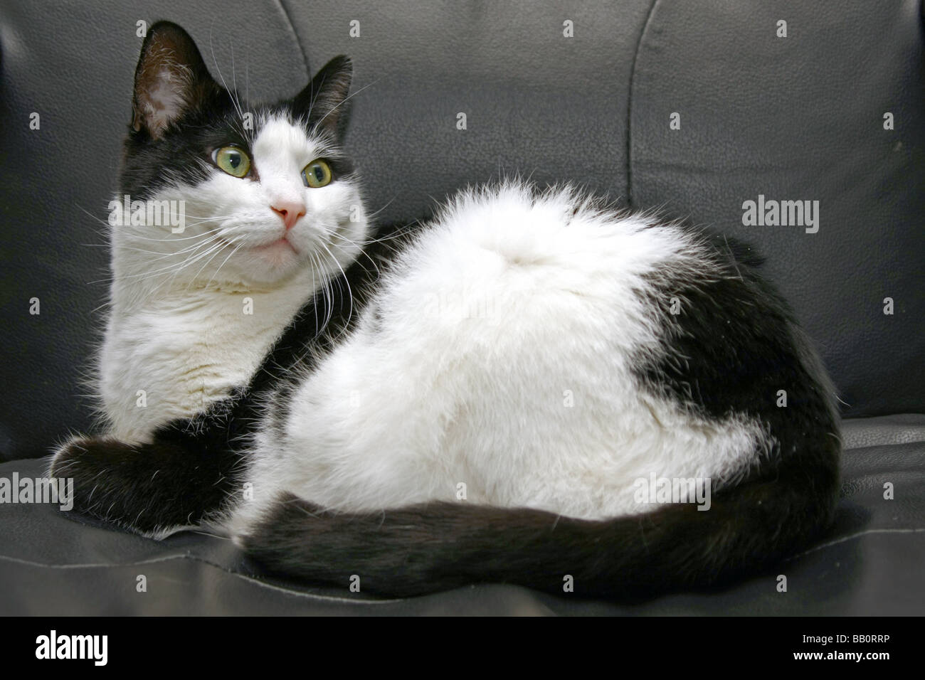 A black and white cat sitting on a leather chair Stock Photo - Alamy