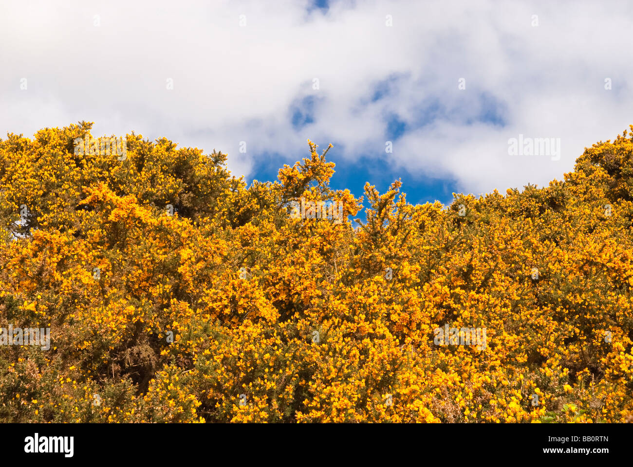 A Common gorse bush (ulex europaeus) against a blue sky with yellow flowers in the uk Stock Photo
