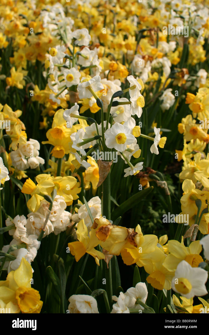Easter Daffodils [Eden Project, Cornwall, England, United Kingdom, Europe].                                                    . Stock Photo