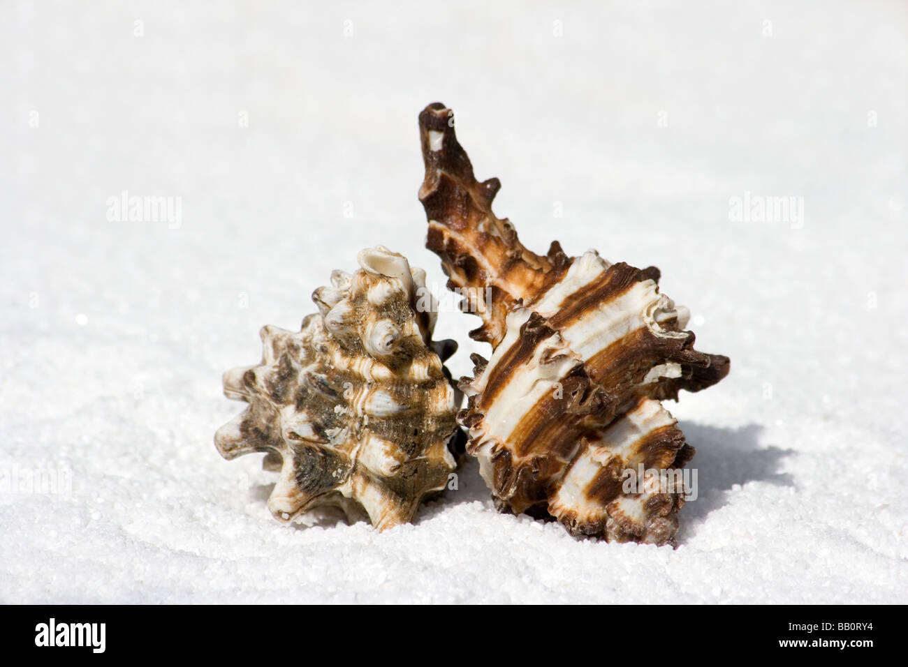 Empty shell horizontal Cut Out Stock Images & Pictures - Alamy