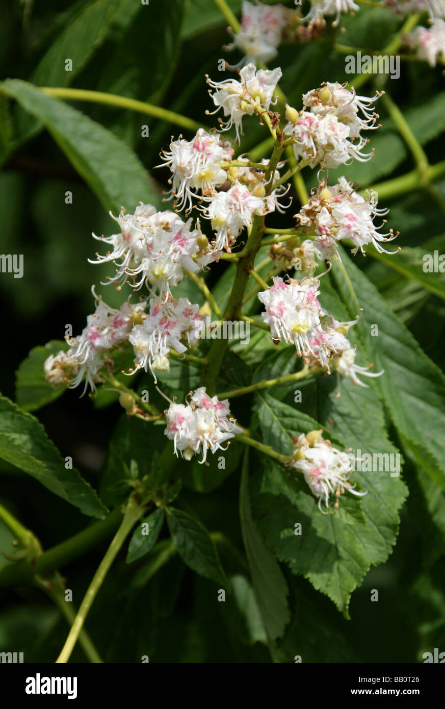 Horse Chestnut Tree Flowers, Aesculus hippocastanum, Hippocastanaceae Stock Photo
