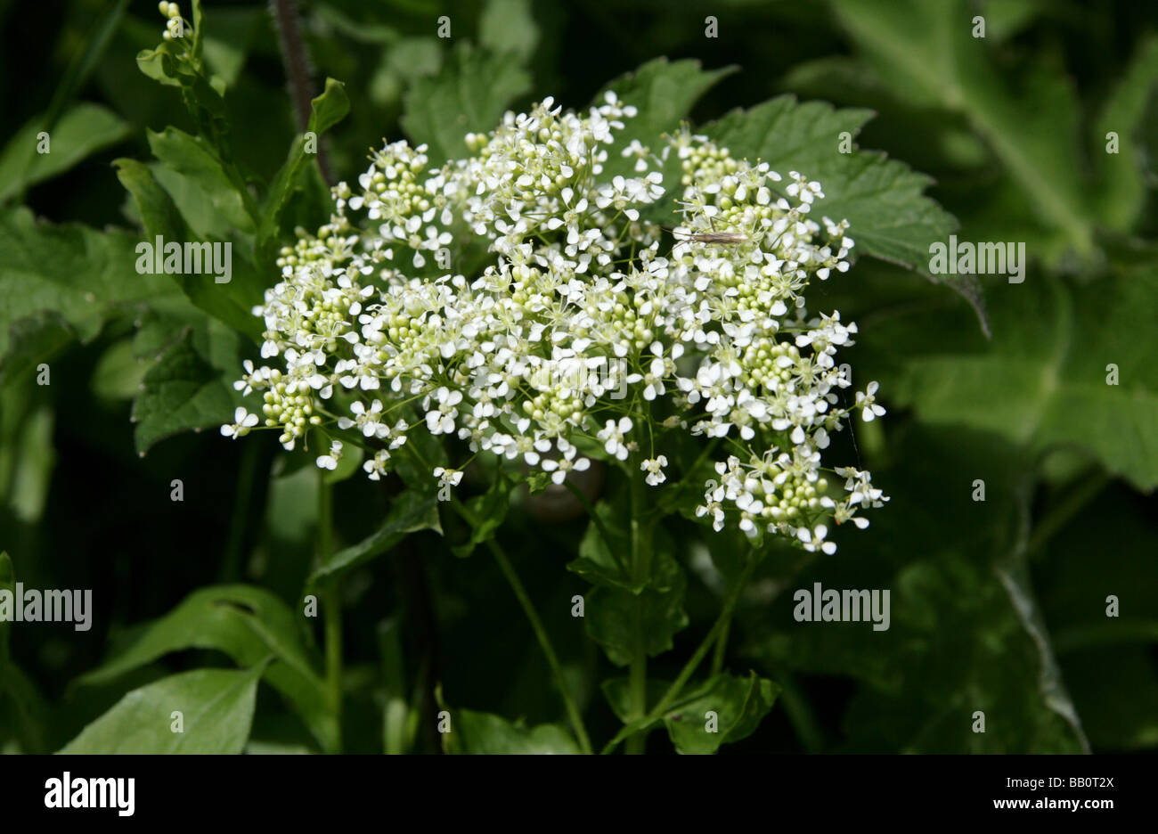 Hoary Cress, Cardaria draba, Brassicaceae Stock Photo