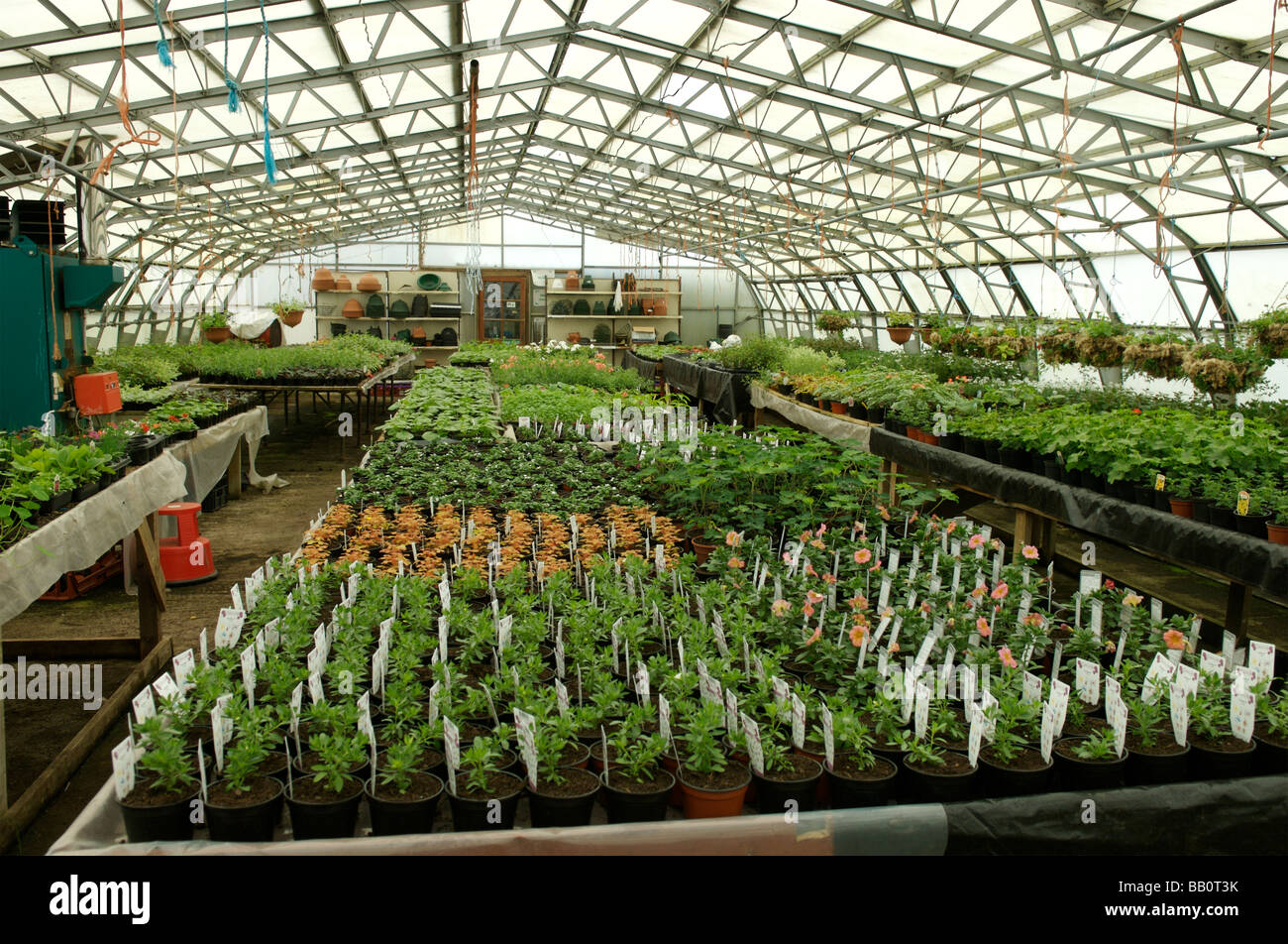 A large commercial Greenhouse in Bamburgh, Northumberland Stock Photo