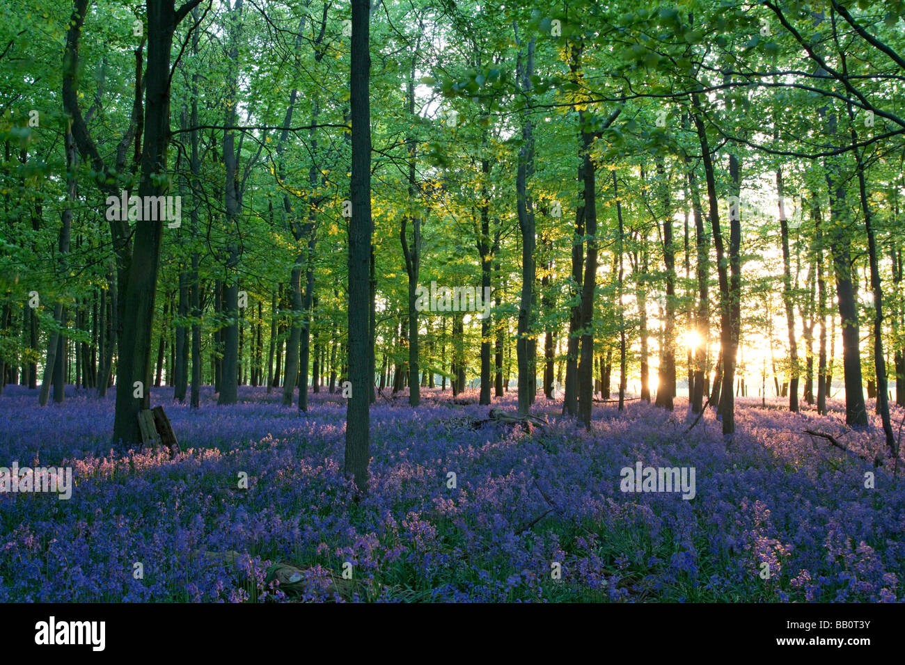 Ashridge Woods - Bluebells - Buckinghamshire Stock Photo
