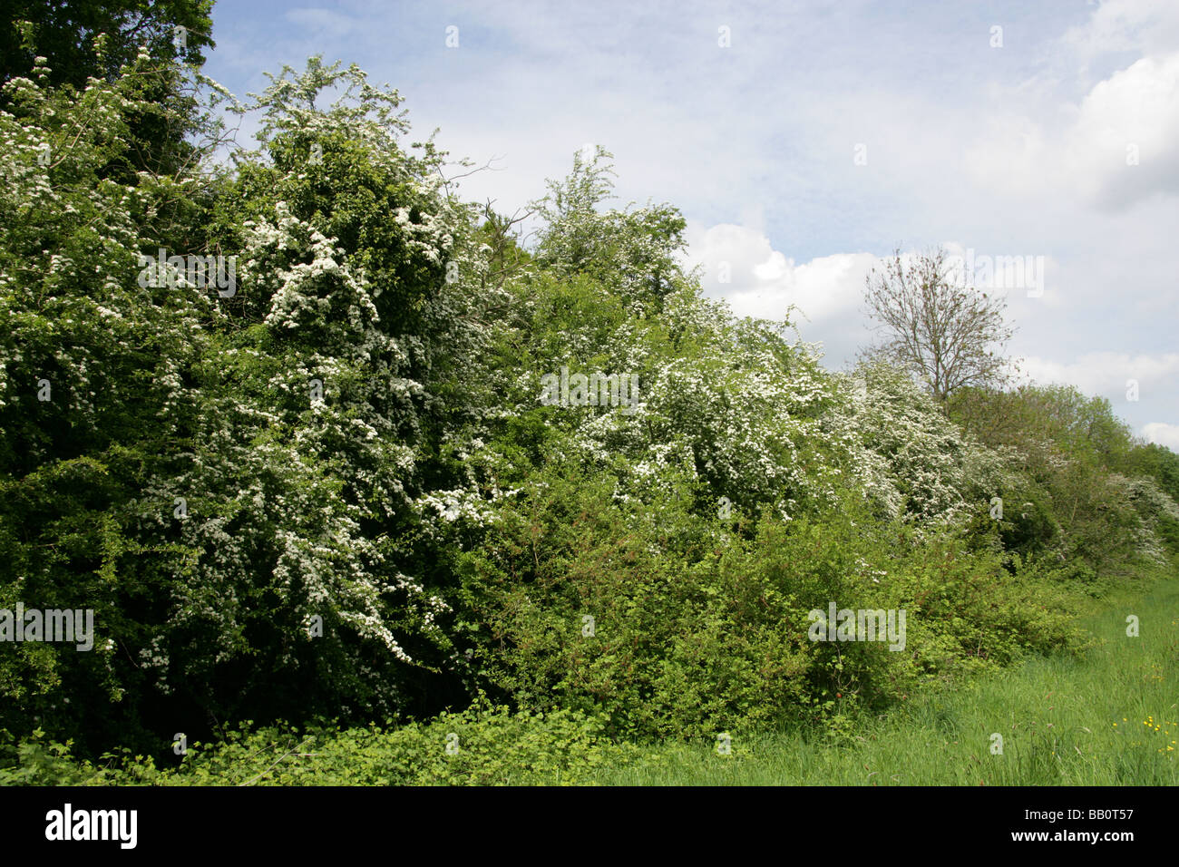 A Country Hedgerow in the UK in May Stock Photo