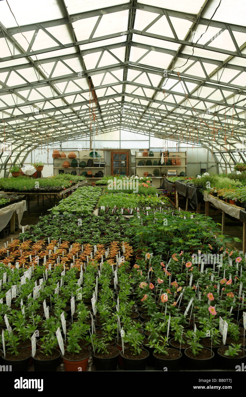 A large commercial Greenhouse in Bamburgh, Northumberland Stock Photo