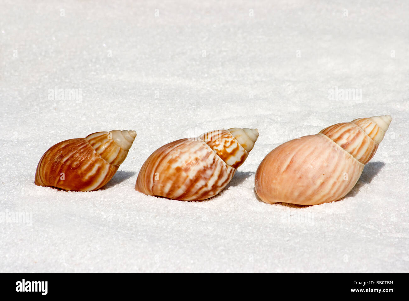 Group empty seashells on hi-res stock photography and images - Alamy