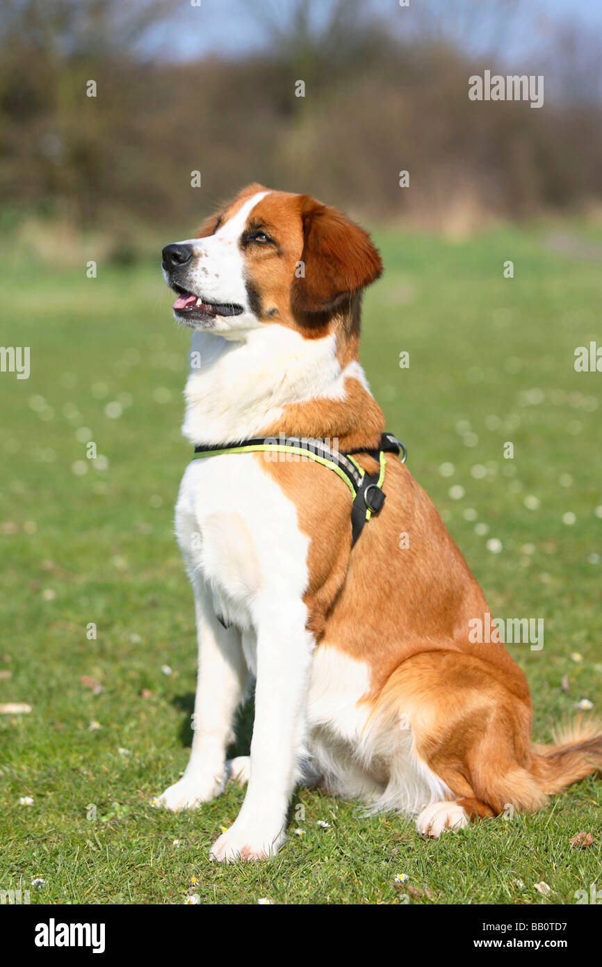 Mixed Breed Dog harness Stock Photo