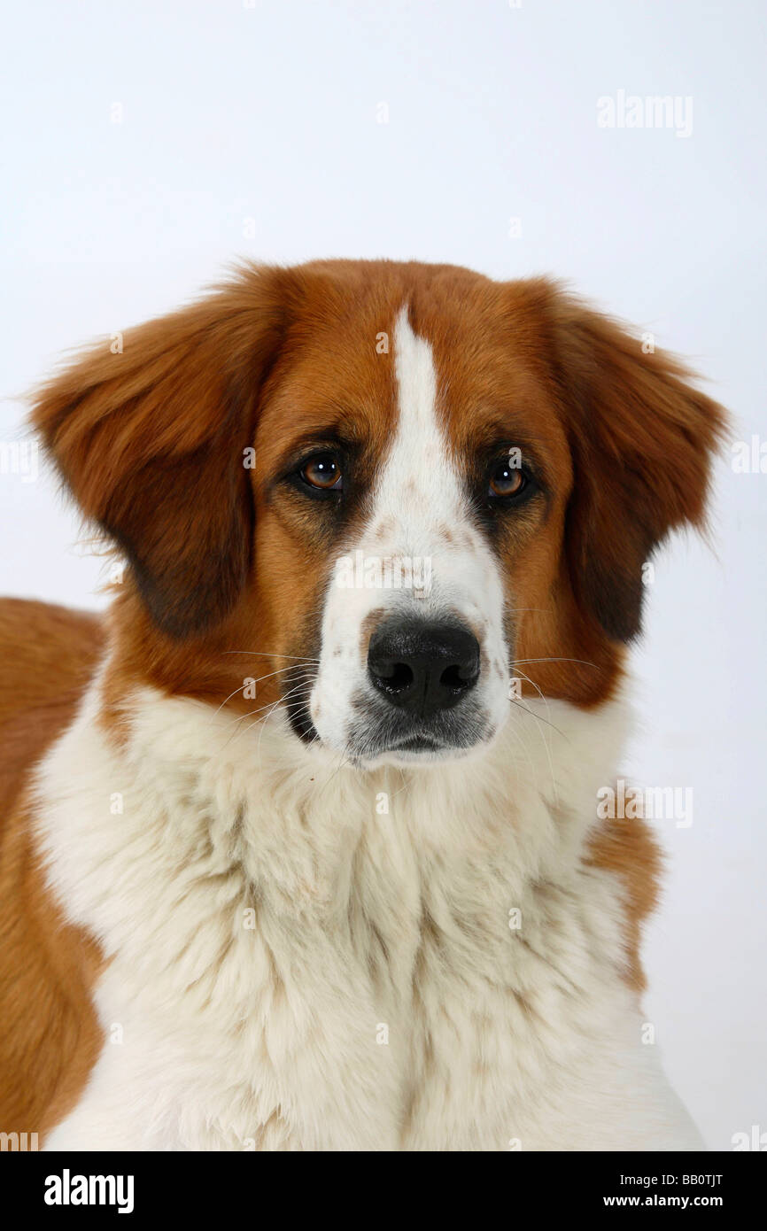 Mixed Breed Dog Stock Photo