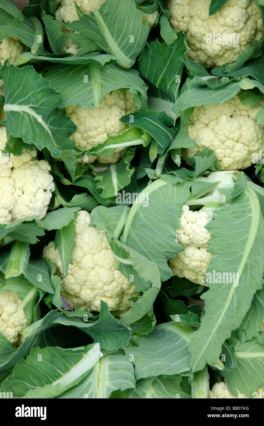 A group of cauliflowers Stock Photo Alamy