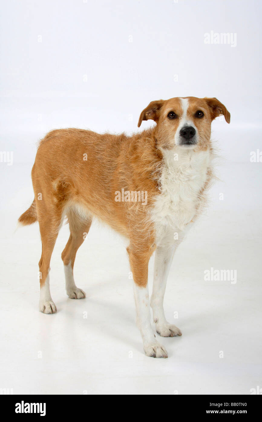 Mixed Breed Dog Stock Photo