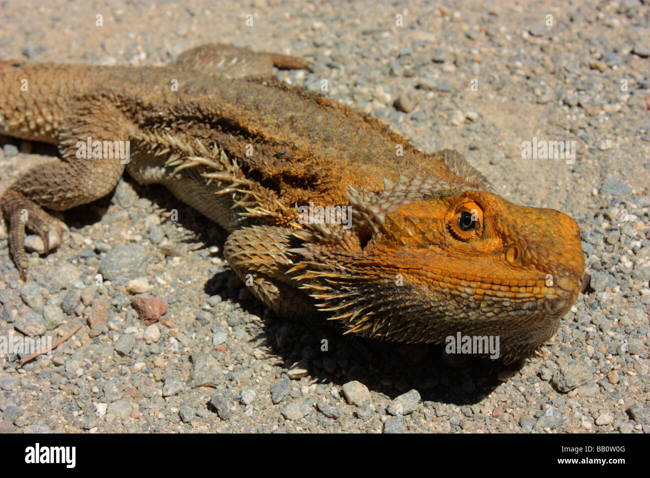 A bearded dragon poses for the camera in south Australia Stock Photo