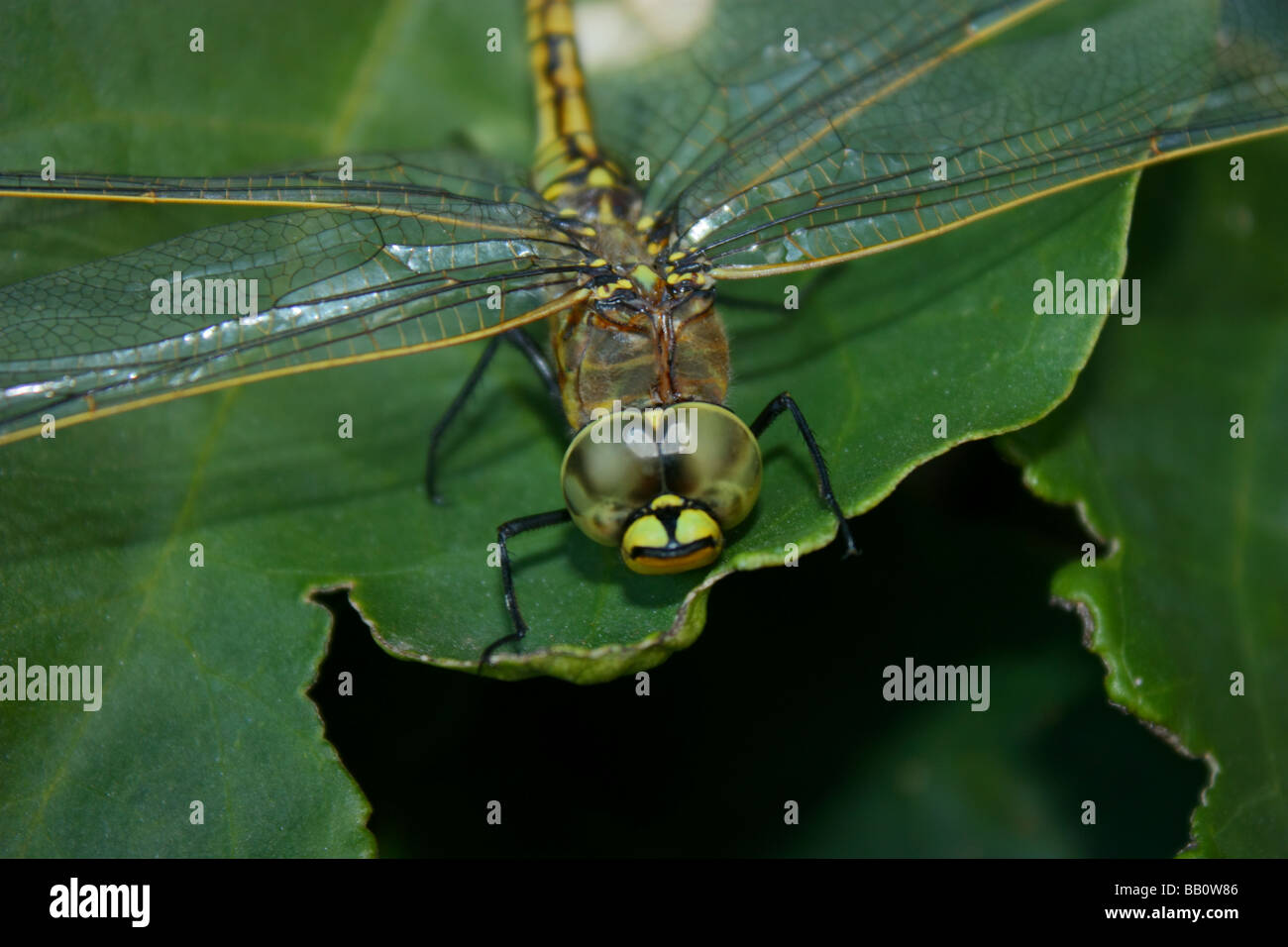 A dragon fly rests on a leaf in south Australia Stock Photo