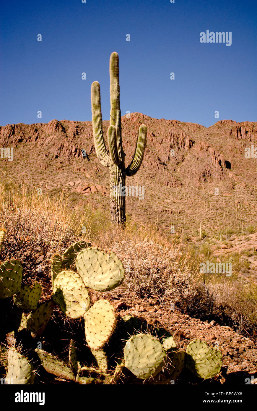 Two types of Cactus in Saguaro national park by Tucson, Arizona Stock
