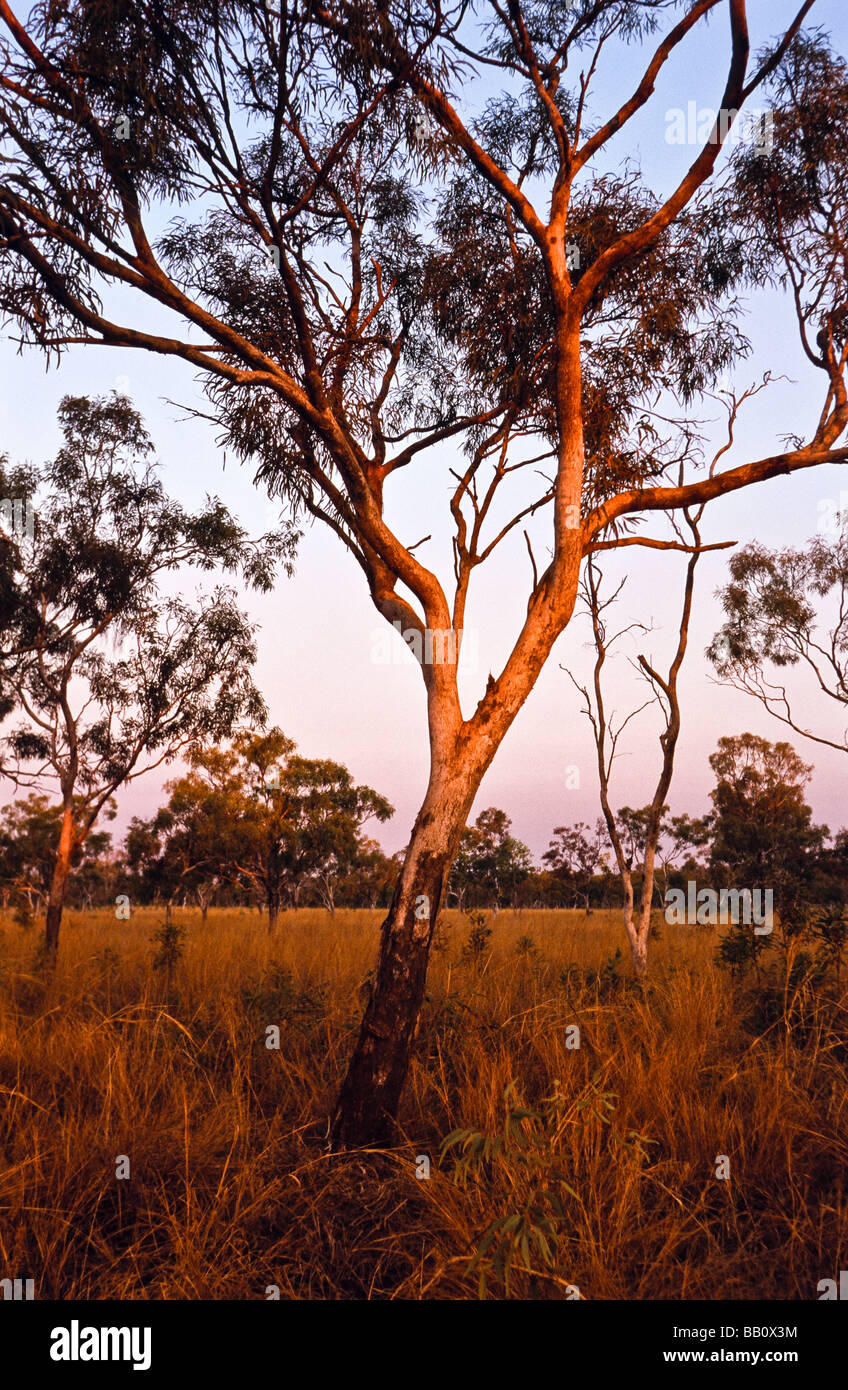 Savannah woodland, Kimberley, Western Australia Stock Photo Alamy