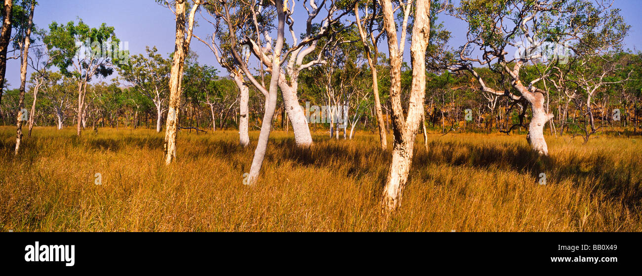 Savannah woodland, Kimberley, Western Australia Stock Photo