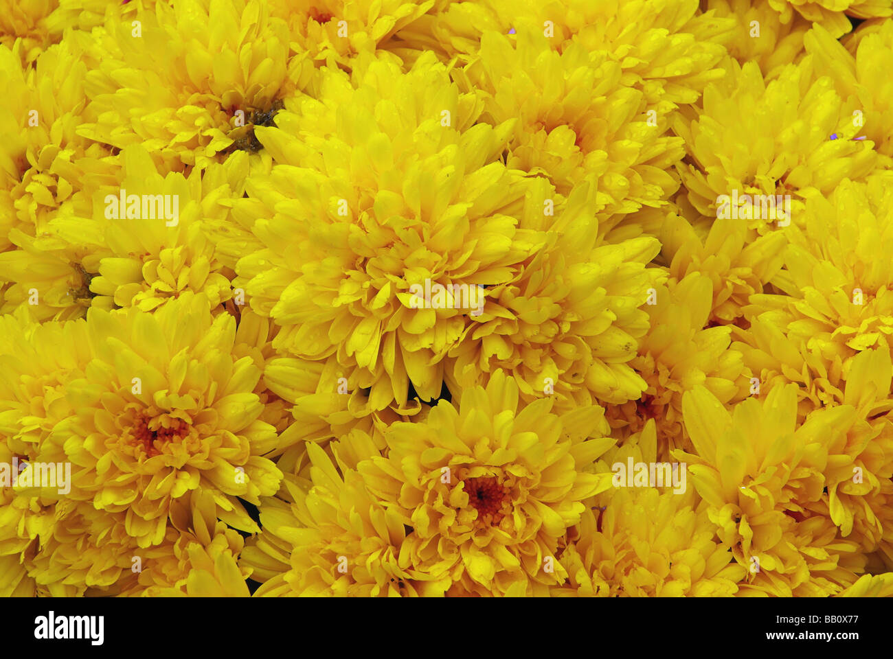 Chrysantheme chrysanthemum 05 Stock Photo Alamy