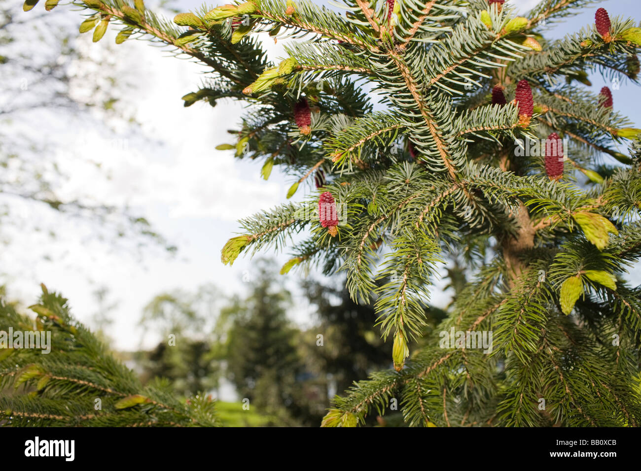 Jezo spruce (Picea jezoensis) Stock Photo