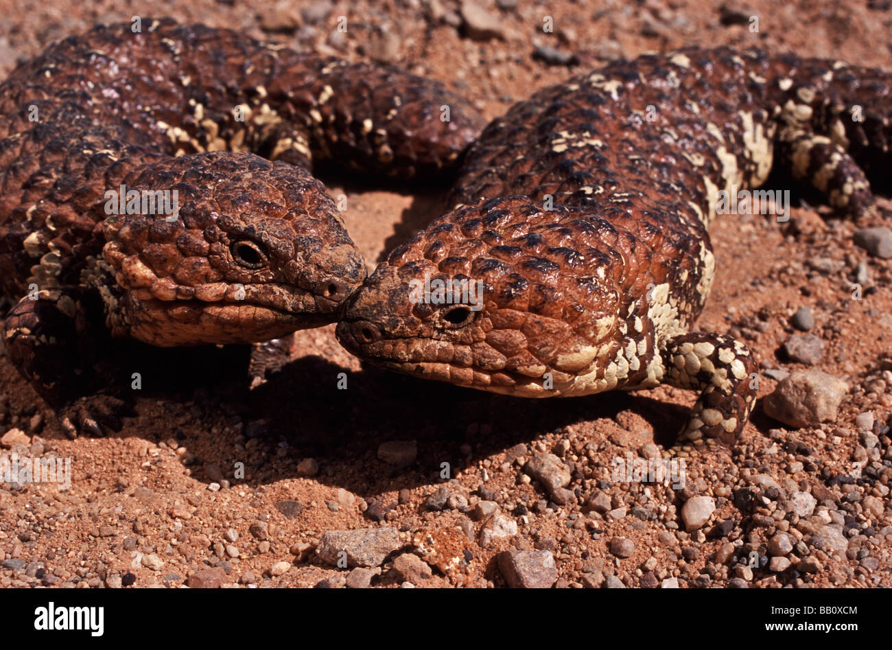 Shingleback lizard, outback Australia Stock Photo