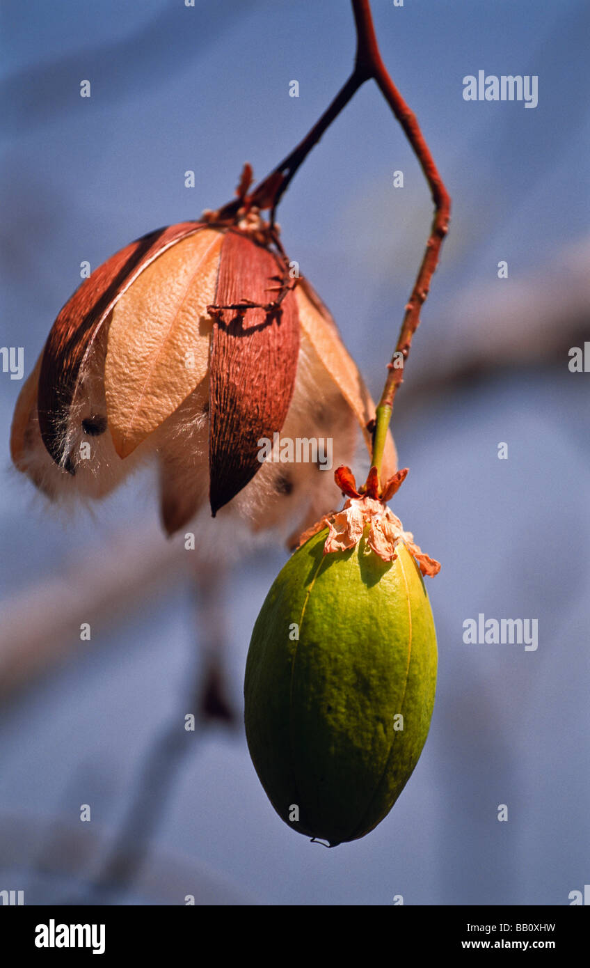 Kapok fruit and seed, Western Australia Stock Photo Alamy