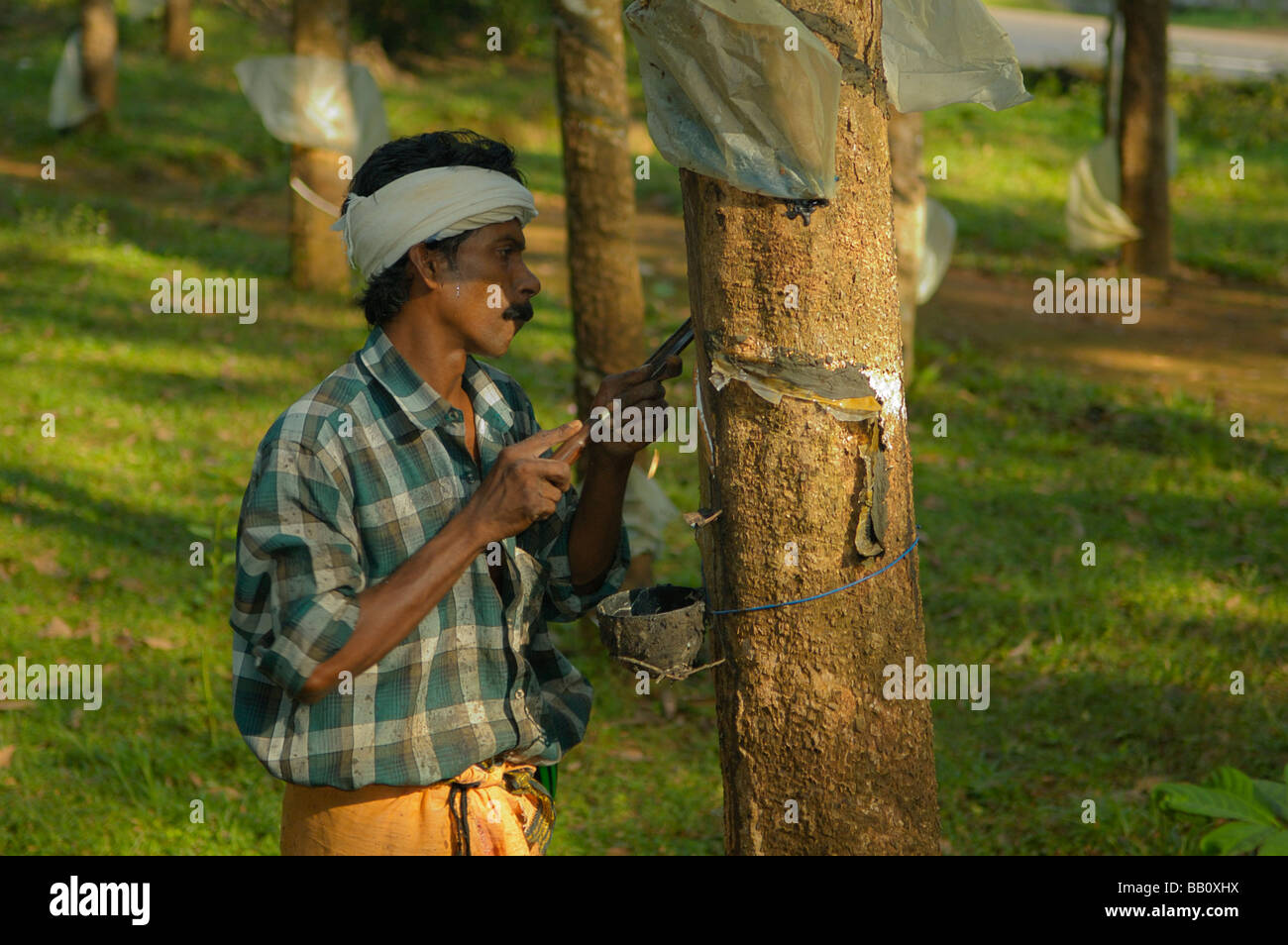 Indian man working on a gum-tree plantation between Kottayam and Periyar. Kerala, India, 2005. No releases available. Stock Photo