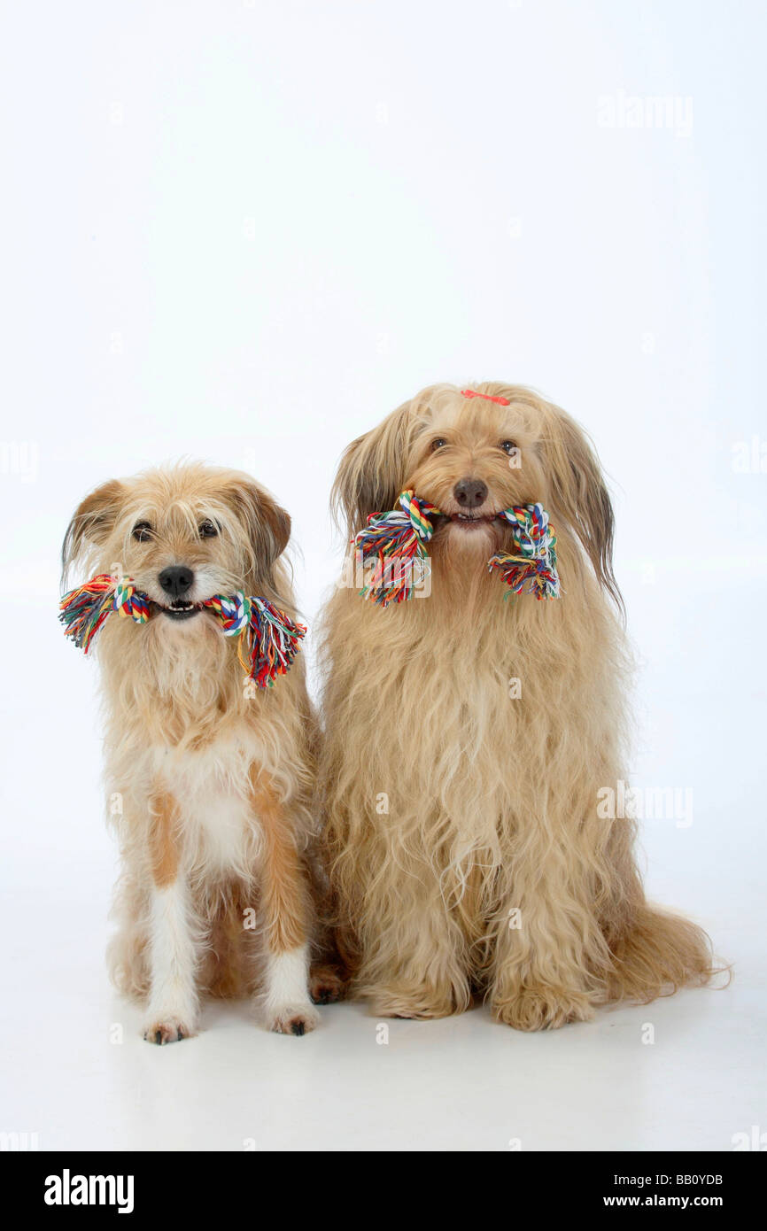 Mixed Breed Dogs toy Stock Photo Alamy