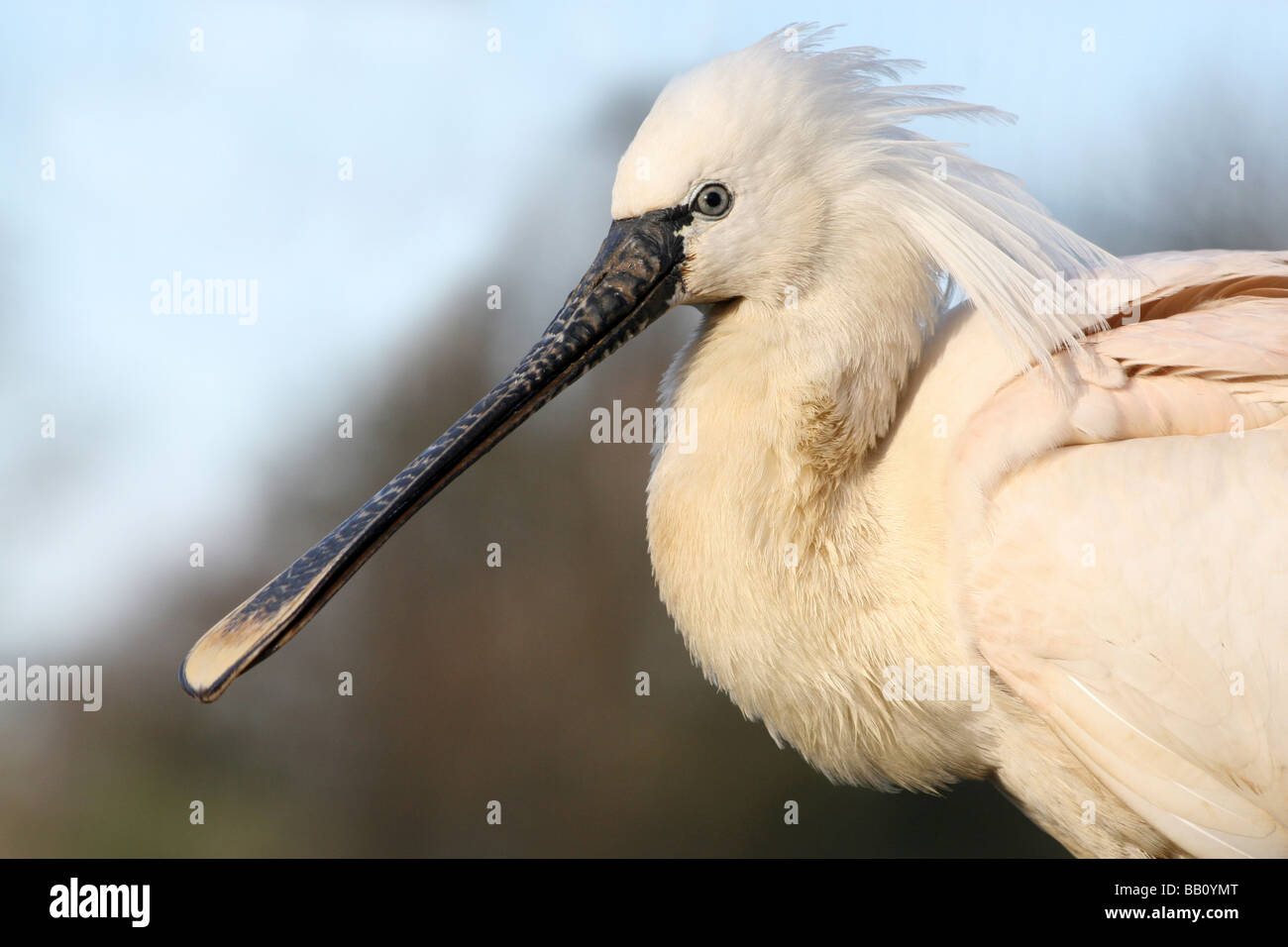 Head And Spatulate Bill Of Common or Eurasian Spoonbill Platalea leucorodia Taken at Chester Zoo, Cheshire, UK Stock Photo