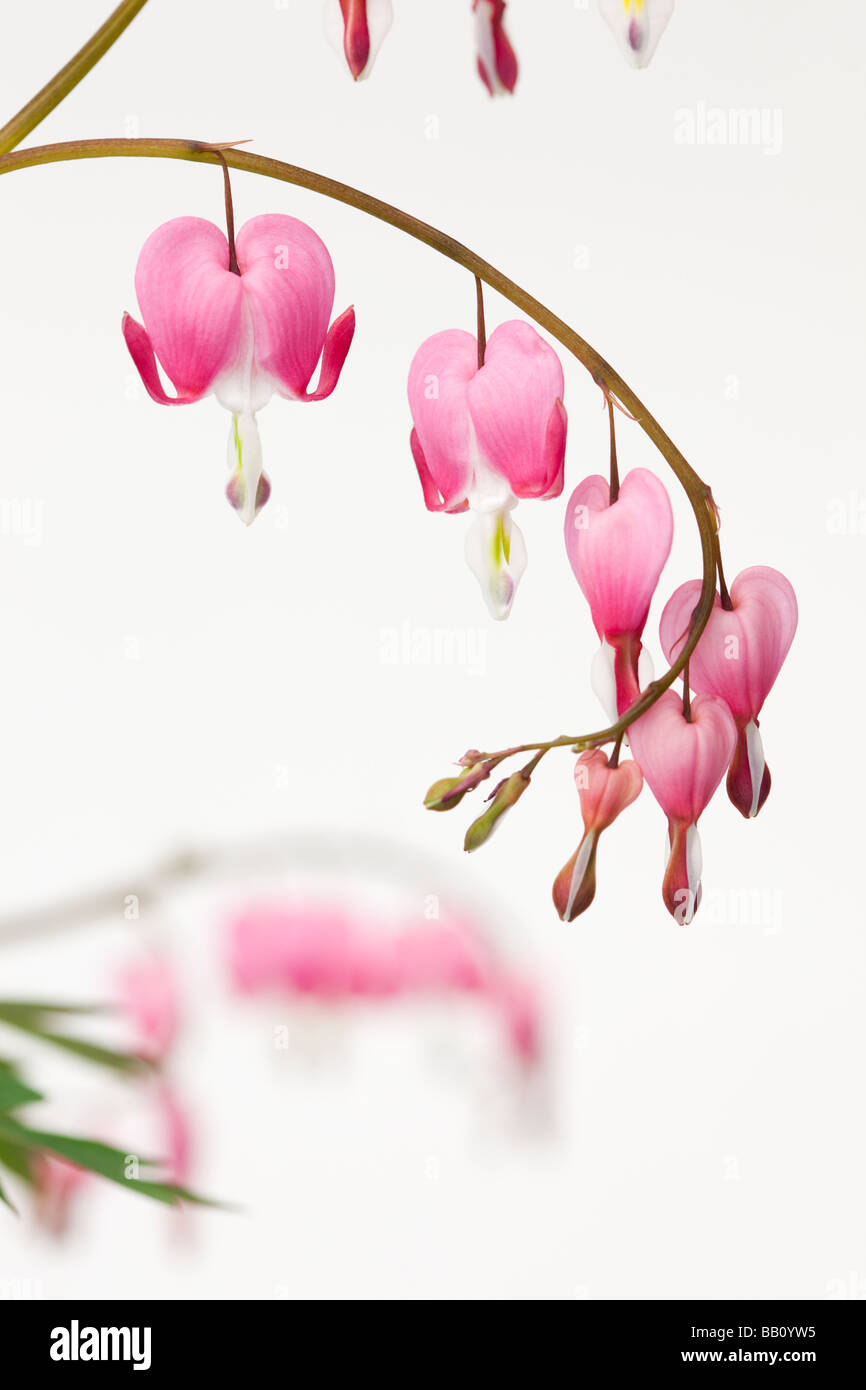 Studio still life floral Dicentra spectabilis heart shaped flowers on a white background Stock Photo