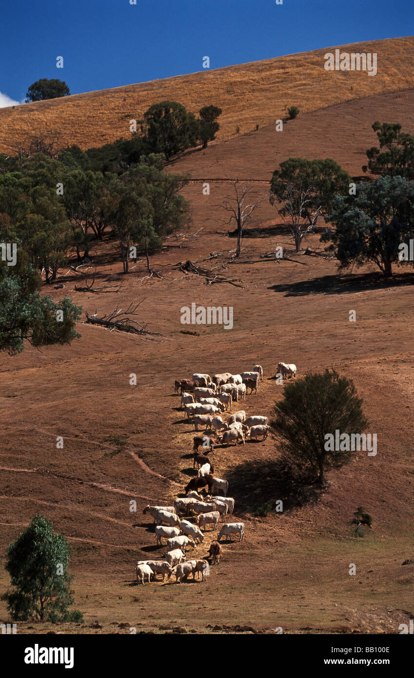 Feeding cattle during a drought, Australia Stock Photo Alamy
