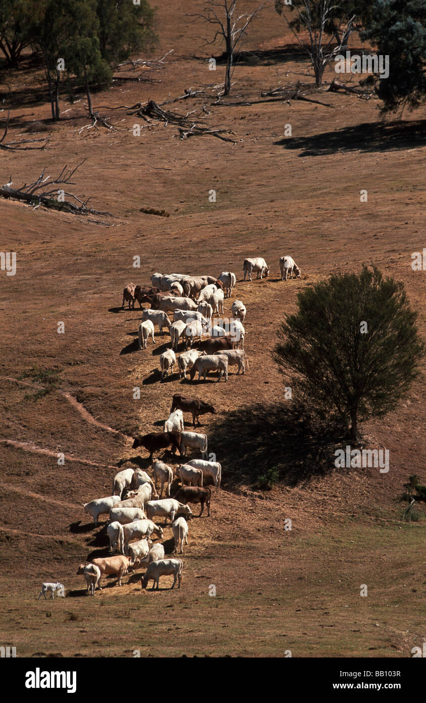 Cattle feeding grain hi-res stock photography and images - Alamy
