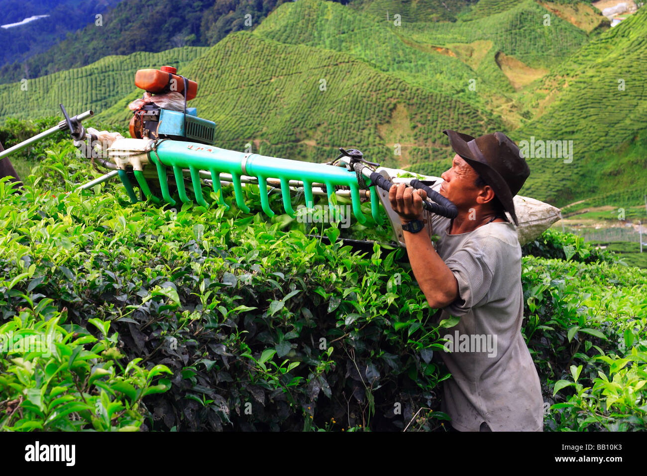 Harvesting Tea Leafs Stock Photo Alamy